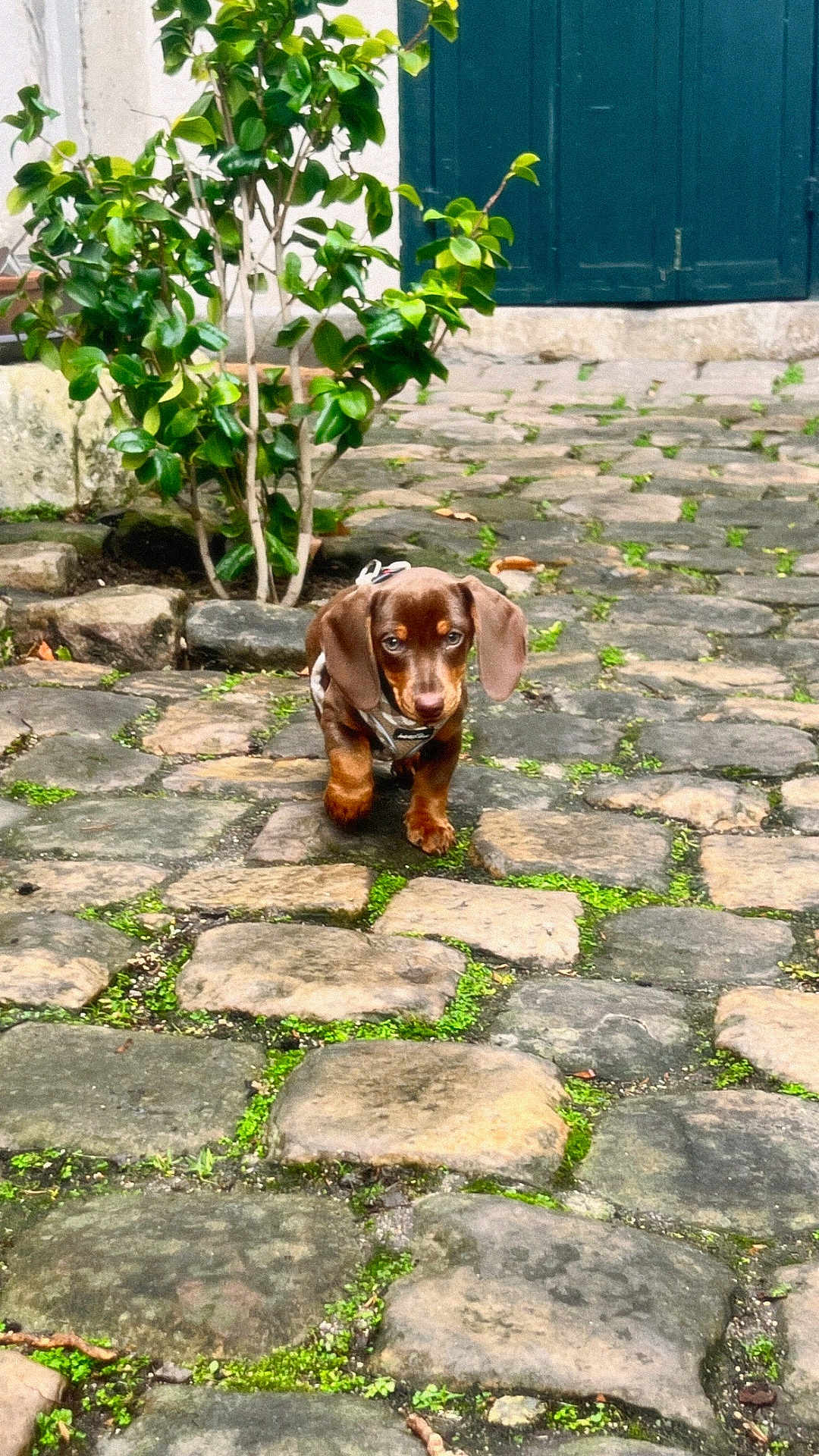 Chocotino a rejoint le concours — aidez-le/la à gagner de superbes lots ! dog, puppy, dachshund, cobblestone, path, moss, greenery, plant, leaves, outdoor, pet, animal, small_dog, walking, rustic, door, stone, nature, curious, young