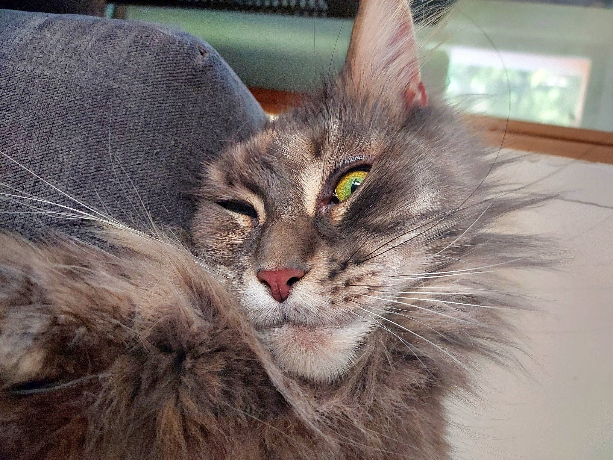 Pussy Et Punki a rejoint le concours — aidez-le/la à gagner de superbes lots ! carnivore, cat, cat_supply, domestic_short_haired_cat, fawn, felidae, fur, iris, maine_coon, paw, pet_supply, small_to_medium_sized_cats, snout, terrestrial_animal, whiskers, wildlife