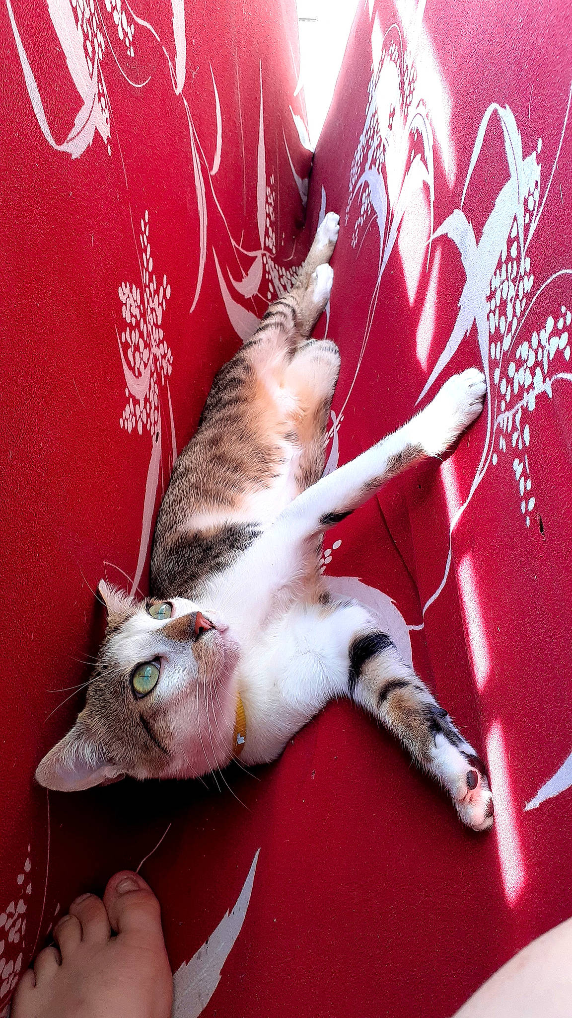 Soho a rejoint le concours — aidez-le/la à gagner de superbes lots ! art, carmine, carnivore, cat, claw, domestic_short_haired_cat, fawn, felidae, font, foot, fur, human_leg, nail, paw, photo_caption, small_to_medium_sized_cats, tail, toe, whiskers