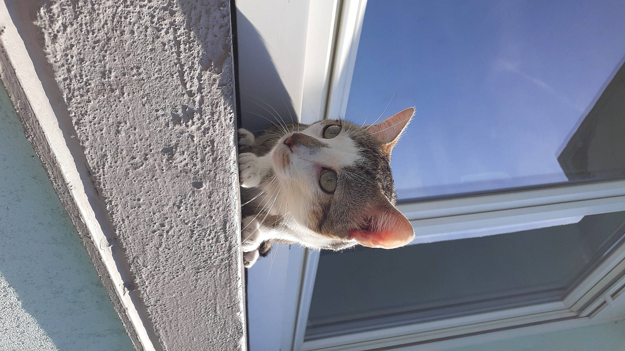 Soho a rejoint le concours — aidez-le/la à gagner de superbes lots ! animal_shelter, carnivore, cat, domestic_short_haired_cat, felidae, fur, paw, sky, small_to_medium_sized_cats, snout, tail, vehicle_door, whiskers, wood