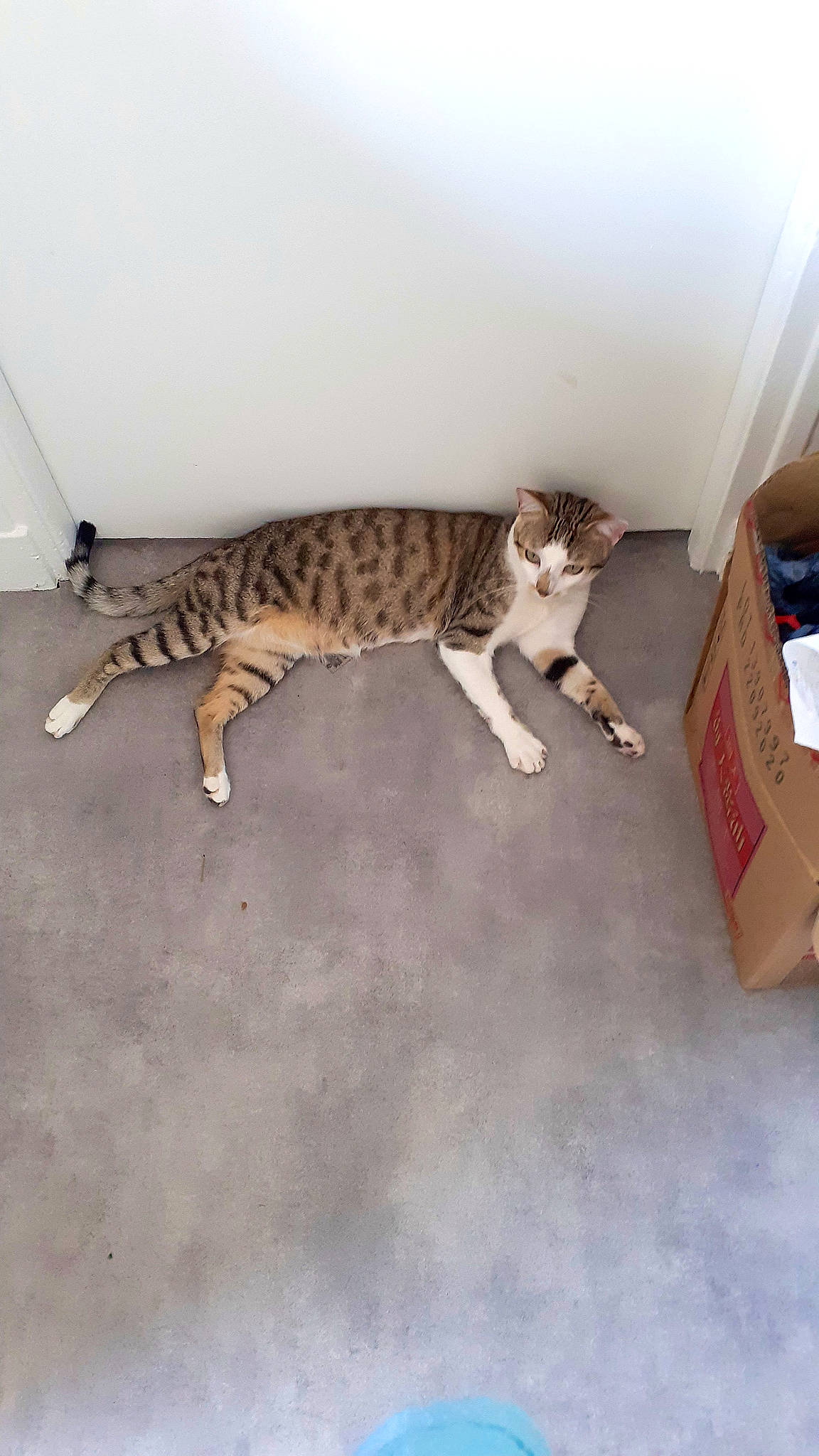 Soho participe au concours pour gagner de l'argent avec cette photo : box, carnivore, carton, cat, comfort, domestic_short_haired_cat, felidae, floor, flooring, fur, hardwood, packaging_and_labeling, paw, room, shipping_box, small_to_medium_sized_cats, tail, terrestrial_animal, whiskers, wood