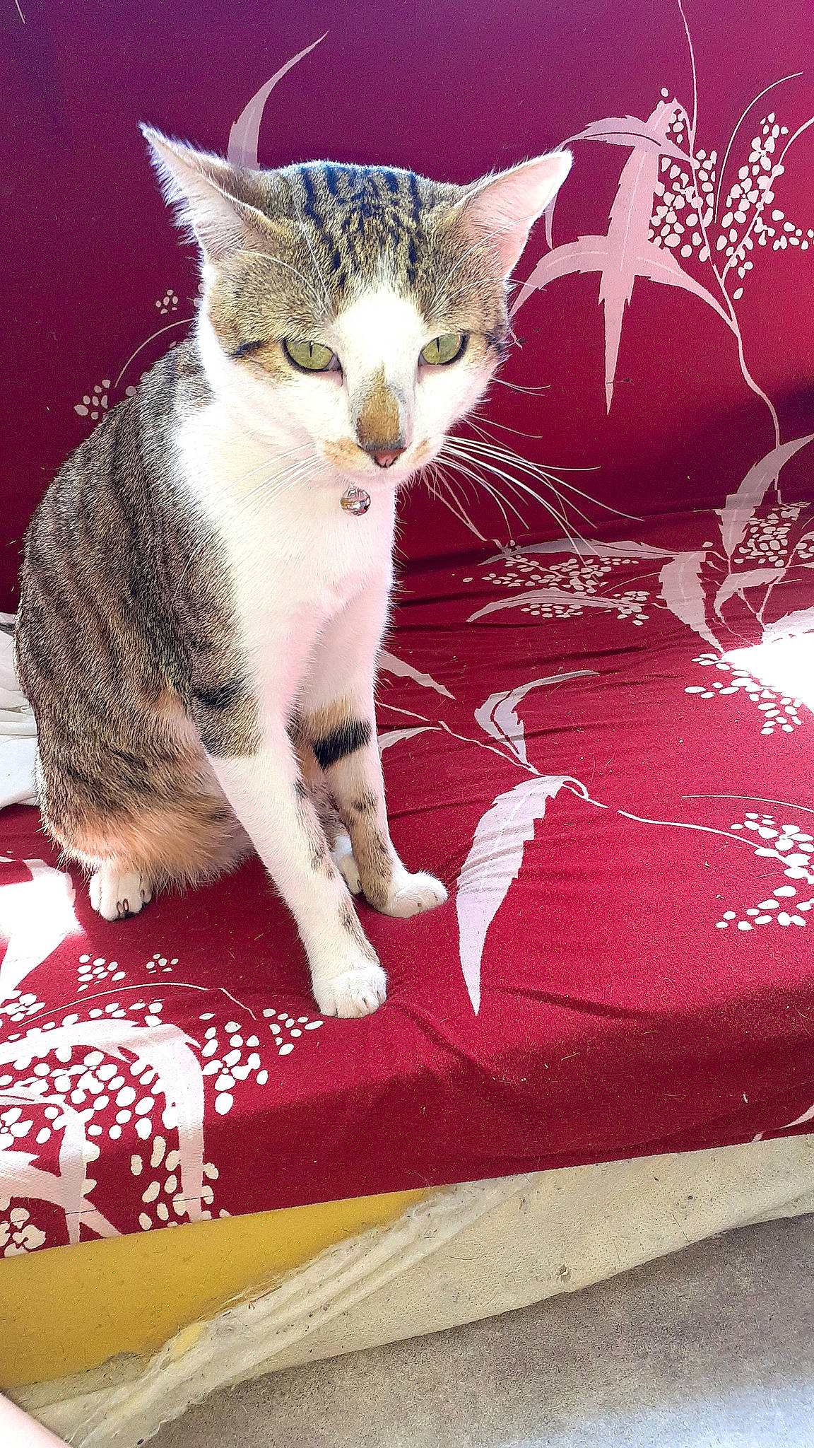 Soho participe au concours pour gagner de l'argent avec cette photo : carmine, carnivore, cat, claw, comfort, domestic_short_haired_cat, fawn, felidae, foot, fur, magenta, paw, photo_caption, pink, sitting, small_to_medium_sized_cats, snout, tail, terrestrial_animal, whiskers