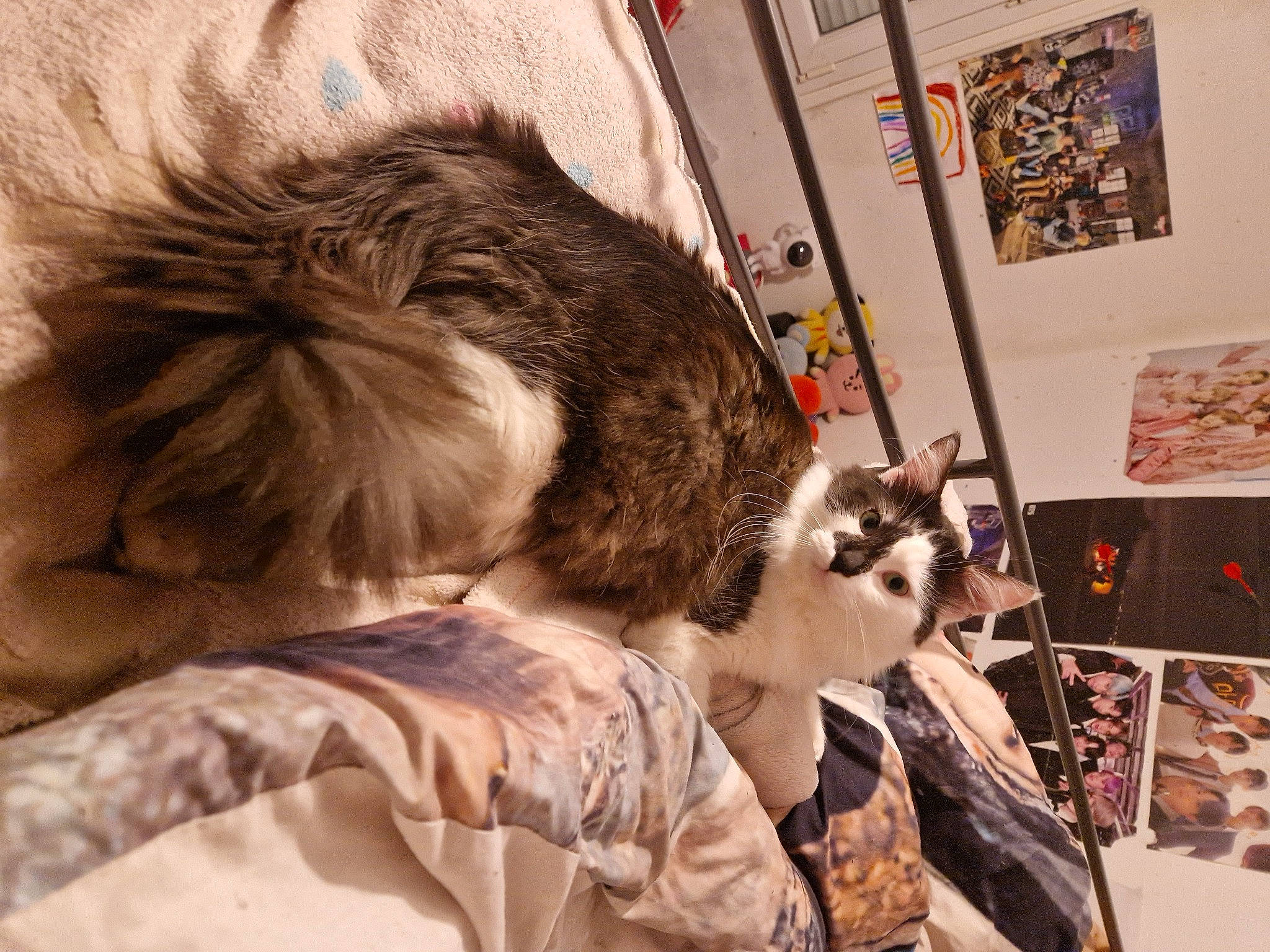 Phenix participe au concours pour gagner de l'argent avec cette photo : canidae, carnivore, eyewear, fashion_accessory, fashion_design, fawn, felidae, flesh, fur, fur_clothing, picture_frame, room, selfie, small_to_medium_sized_cats, street, t_shirt, vintage_clothing, visual_arts, whiskers