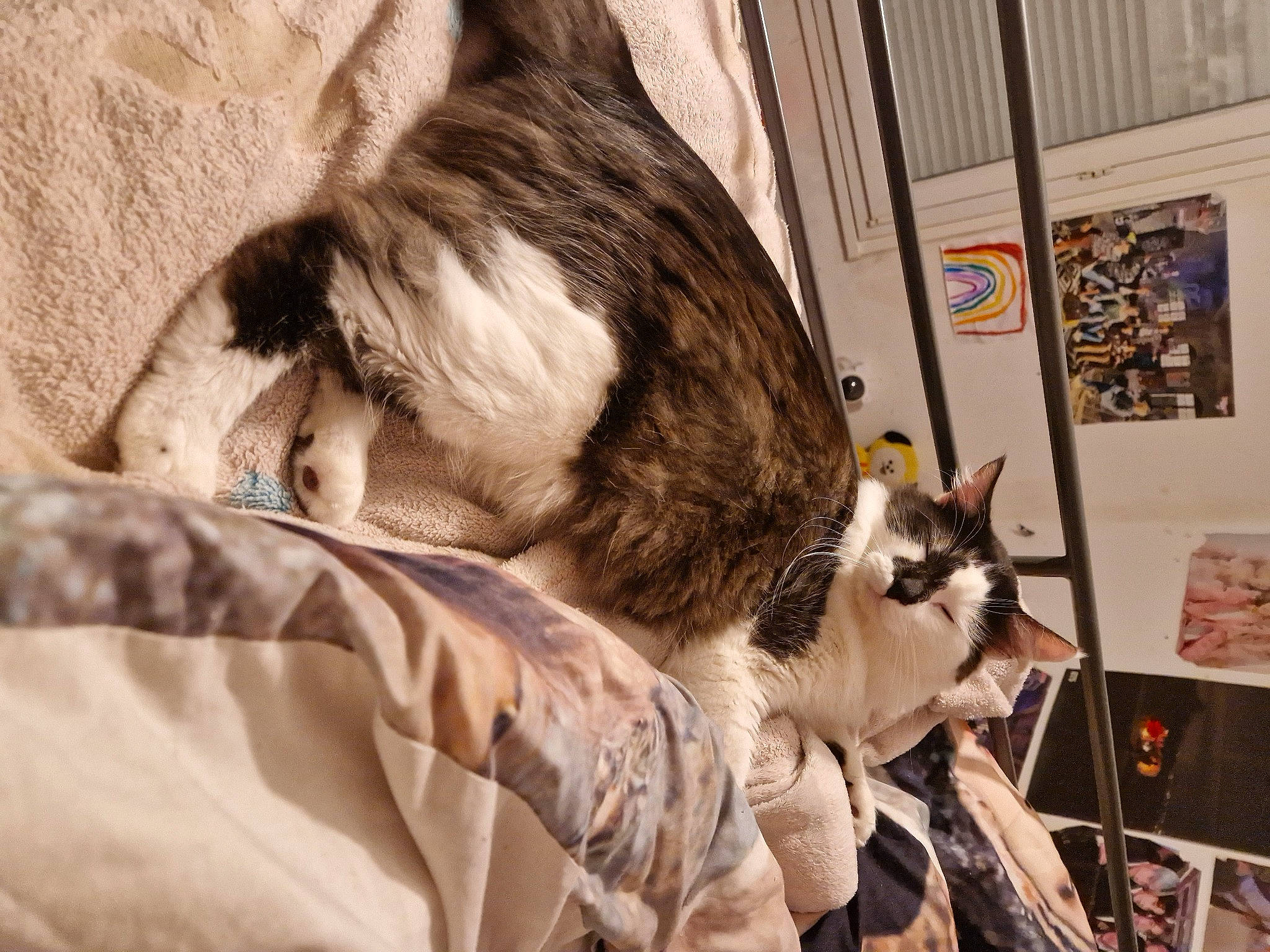 Phenix participe au concours pour gagner de l'argent avec cette photo : bag, carnivore, cat, claw, comfort, companion_dog, domestic_short_haired_cat, fawn, felidae, fur, linens, luggage_and_bags, mammal, nap, paw, picture_frame, room, small_to_medium_sized_cats, tail, whiskers