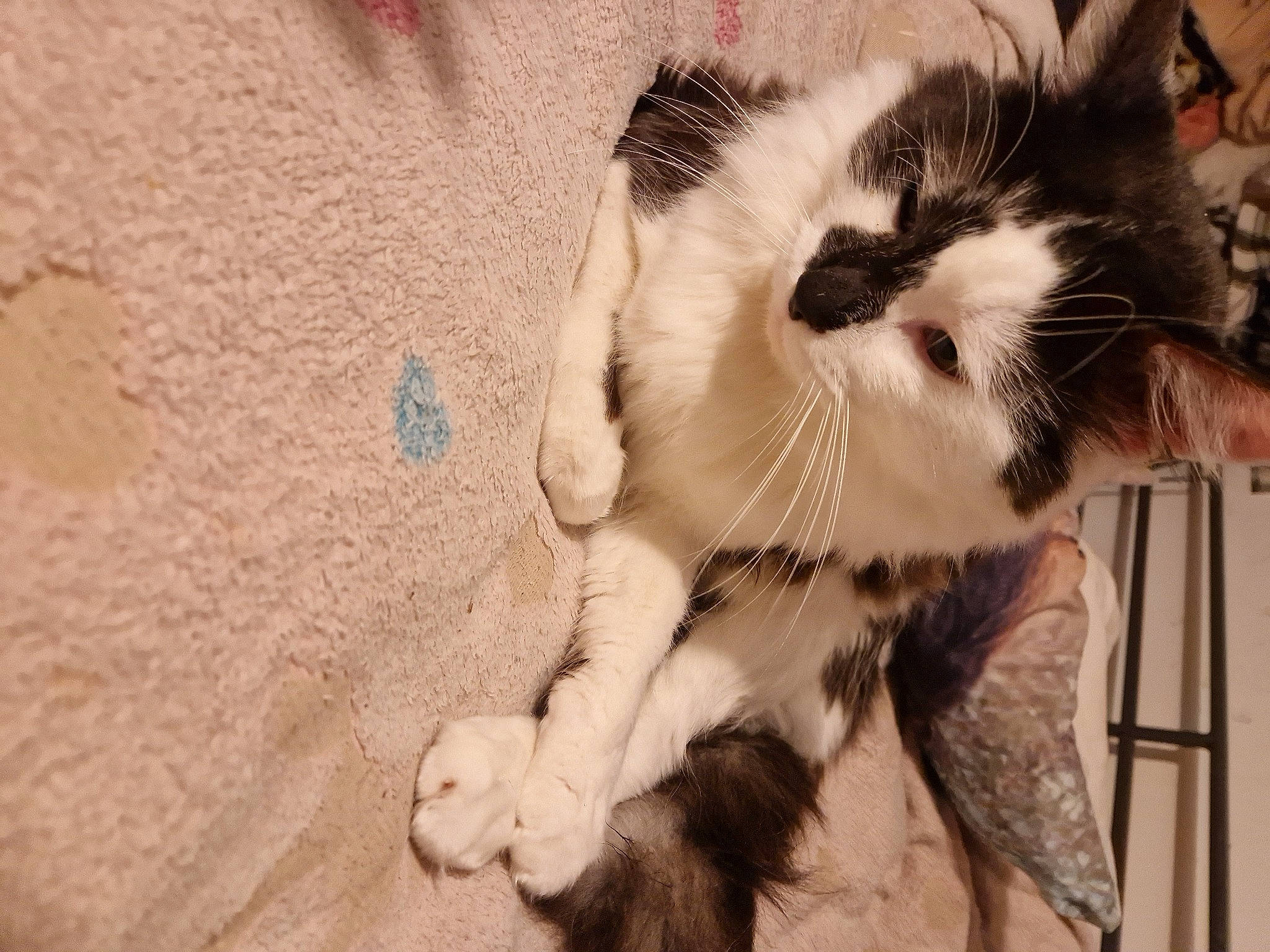 Phenix participe au concours pour gagner de l'argent avec cette photo : carnivore, cat, claw, comfort, domestic_short_haired_cat, felidae, foot, fur, human_leg, monochrome_photography, nap, paw, photo_caption, sand, sitting, sleep, small_to_medium_sized_cats, snout, tail, whiskers