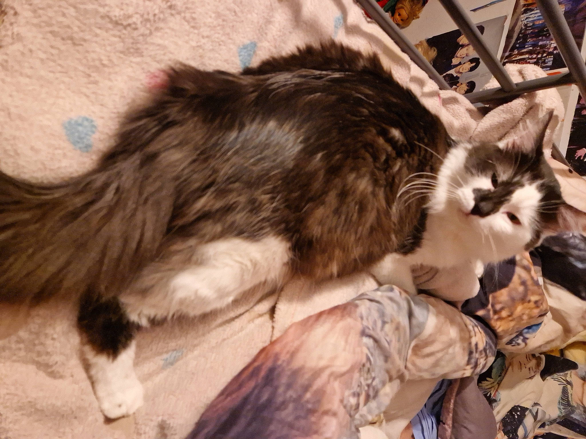 Phenix participe au concours pour gagner de l'argent avec cette photo : carnivore, cat, claw, comfort, domestic_short_haired_cat, fawn, felidae, fur, paw, small_to_medium_sized_cats, snout, tail, terrestrial_animal, whiskers