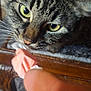 cat, tabby, close_up, yellow_eyes, whiskers, feline, curious, indoor, human_hand, finger, table, wooden, carpet, pet, animal, sniffing, cute, domestic_cat, face, fur