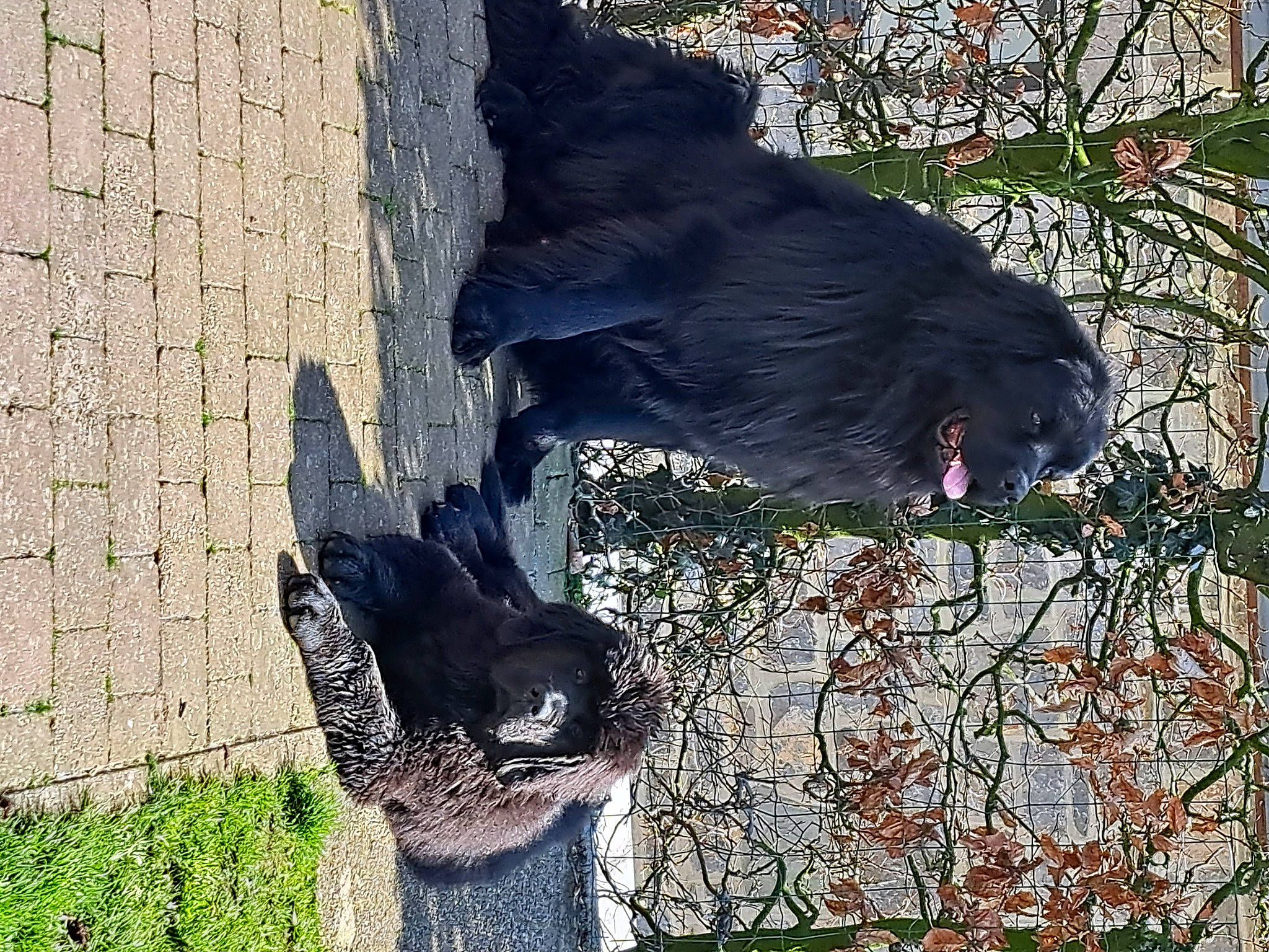 Rocky a rejoint le concours — aidez-le/la à gagner de superbes lots ! art, beak, branch, canidae, carnivore, dog, dog_breed, fur, grass, plant, sculpture, snout, sporting_group, tail, terrestrial_animal, tree, trunk, twig, wildlife, wood