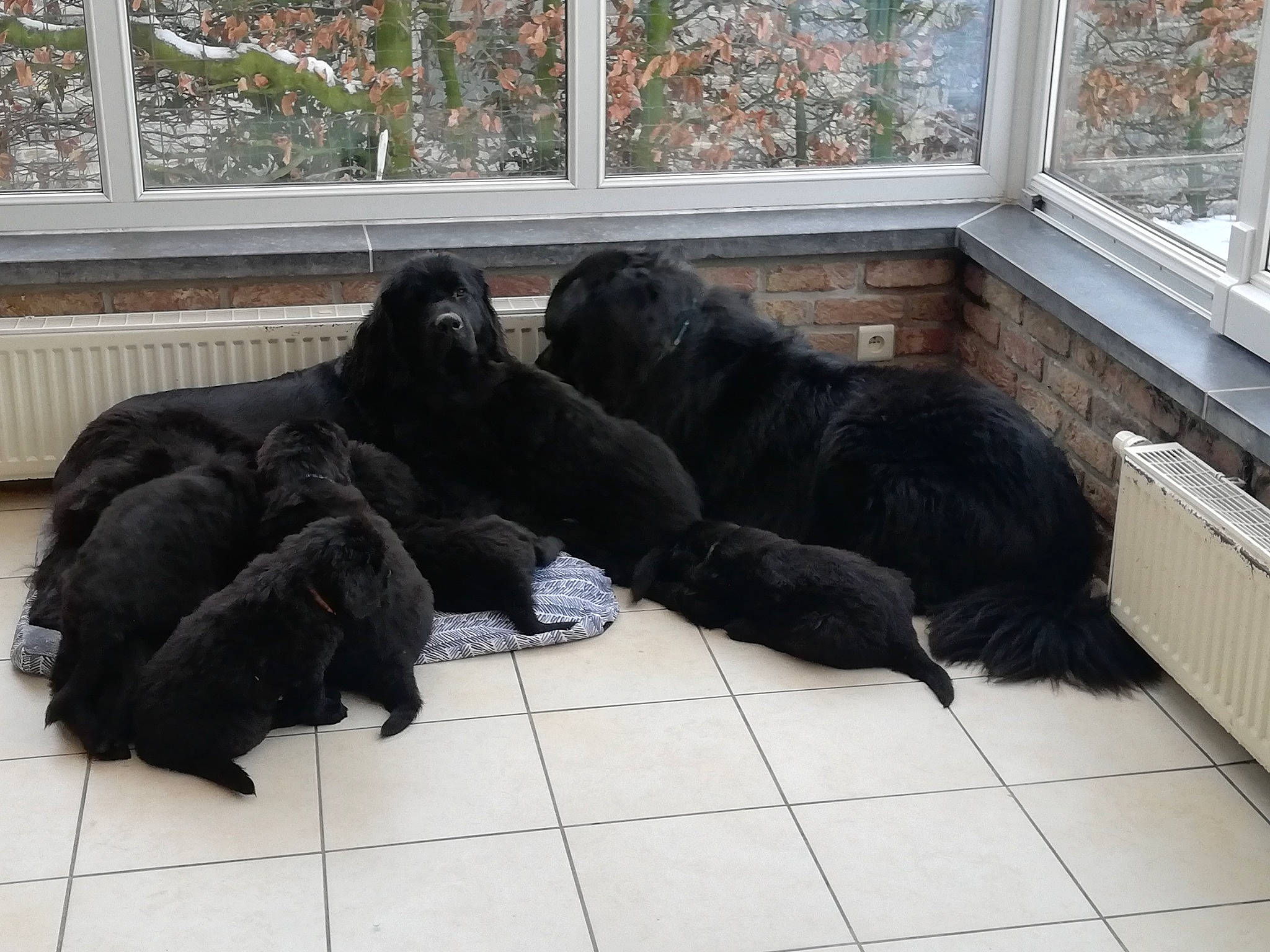 Rocky participe au concours pour gagner de l'argent avec cette photo : canidae, carnivore, comfort, companion_dog, dog, dog_breed, flooring, fur, gun_dog, liver, mammal, murray_river_curly_coated_retriever, sporting_group, studio_couch, tail, terrestrial_animal, water_dog, window, window_blind, working_animal