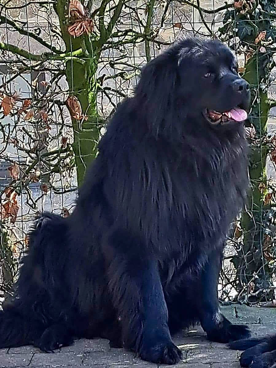 Rocky participe au concours pour gagner de l'argent avec cette photo : ancient_dog_breeds, canidae, carnivore, companion_dog, dog, dog_breed, felidae, fur, gaddi_kutta, plant, sitting, snout, sporting_group, tail, terrestrial_animal, tree, whiskers, wildlife, working_animal, working_dog