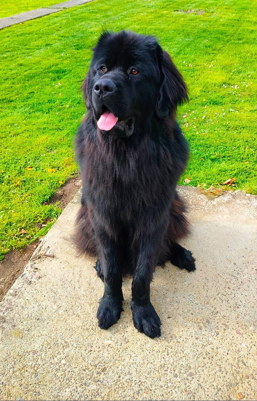 Rodgers participe au concours pour gagner de l'argent avec cette photo : animal, bodypart, canine, cockerspaniel, dog, face, grass, head, lawn, mouth, nature, newfoundland, outdoors, path, person, pet, photography, plant, puppy, walkway