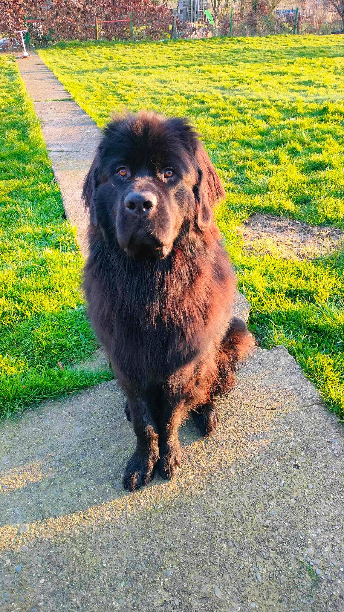 Rodgers a rejoint le concours — aidez-le/la à gagner de superbes lots ! canidae, carnivore, companion_dog, dog, dog_breed, fur, gaddi_kutta, grass, groundcover, gun_dog, liver, plant, road_surface, snout, sporting_group, tail, tar, terrestrial_animal, working_animal, working_dog