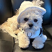 Brady joined the competition — help win amazing prizes! animal, bison, bonnet, canine, cap, clothing, couch, cushion, dog, eskimodog, furniture, hat, homedecor, pet, poodle, puppy, snout, terrier, white, whitedog