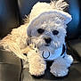 animal, bison, bonnet, canine, cap, clothing, couch, cushion, dog, eskimodog, furniture, hat, homedecor, pet, poodle, puppy, snout, terrier, white, whitedog