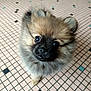 adorable, animal, companion, curious, cute, dog, domestic, floor, fluffy, fur, indoor, looking_up, pattern, pet, pomeranian, portrait, puppy, small, tile, young