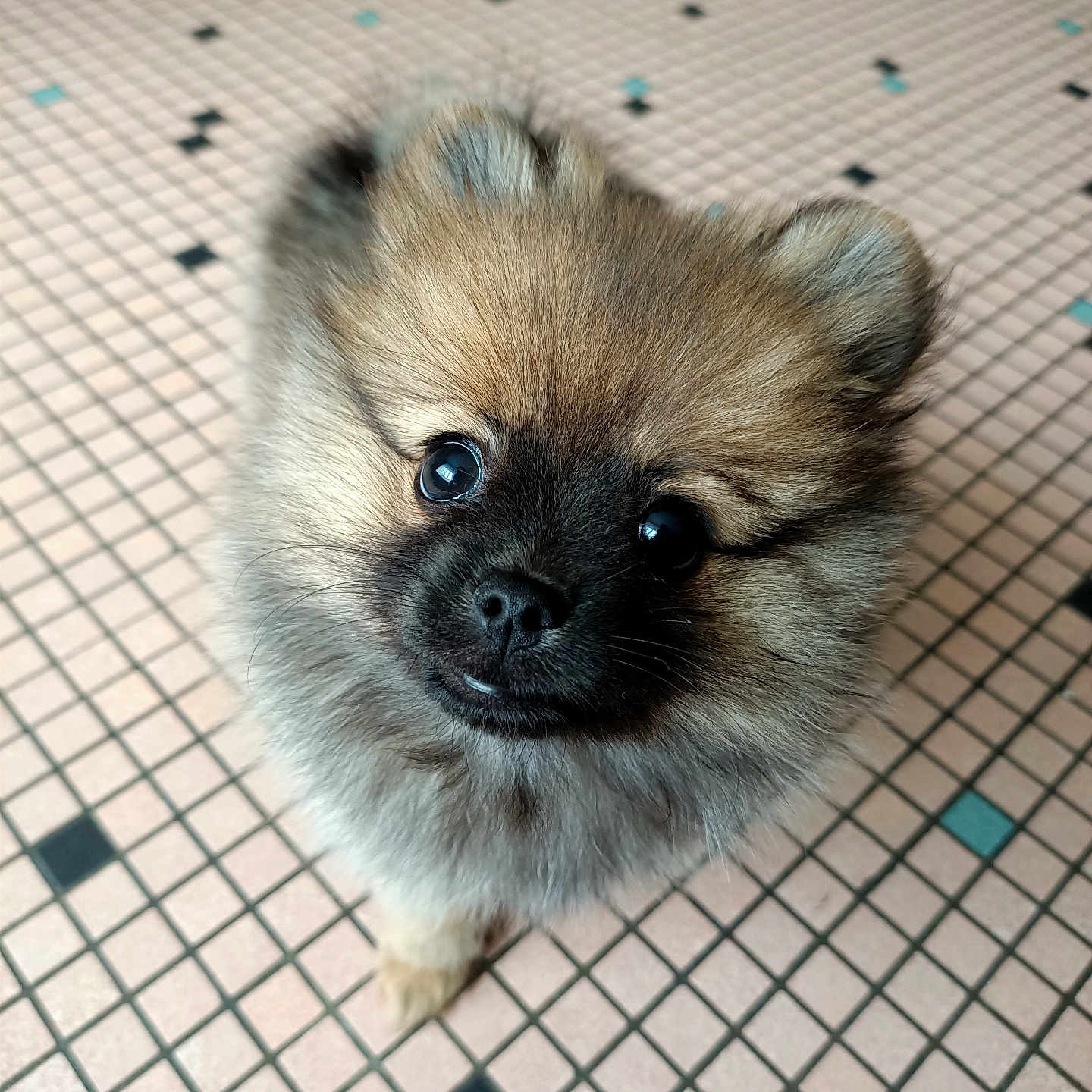 Aïka participe au concours pour gagner de l'argent avec cette photo : adorable, animal, companion, curious, cute, dog, domestic, floor, fluffy, fur, indoor, looking_up, pattern, pet, pomeranian, portrait, puppy, small, tile, young