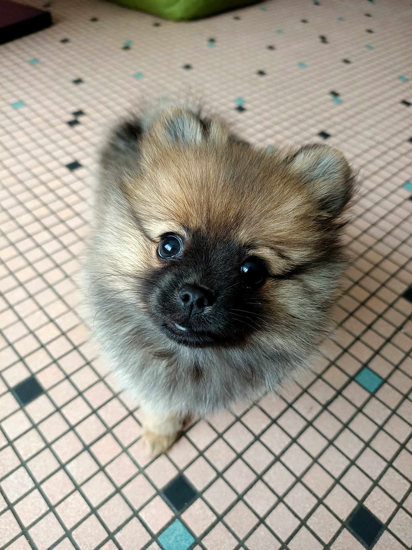 Aïka participe au concours pour gagner de l'argent avec cette photo : adorable, animal, companion, curious, cute, dog, domestic, floor, fluffy, fur, indoor, looking_up, pattern, pet, pomeranian, portrait, puppy, small, tile, young