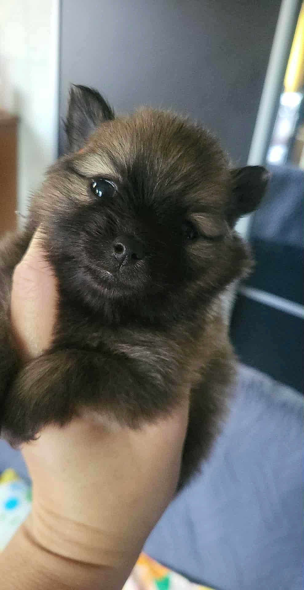Aïka a rejoint le concours — aidez-le/la à gagner de superbes lots ! puppy, dog, cute, fluffy, pet, animal, face, ears, hand, closeup, fur, indoor, adorable, young, small, mammal, canine, friendly, domestic_animal, portrait