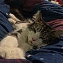 Aiko joined the competition — help win amazing prizes! cat, tabby_cat, white_cat, pet, sleepy, paw, fur, whiskers, nose, indoor, blanket, star_pattern, cozy, resting, closeup, feline, cute, domestic_cat, relaxed, animal