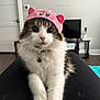 Aiko joined the competition — help win amazing prizes! cat, pink_hat, pet, fluffy, indoor, living_room, furniture, television, collar, bell, cute, curious, white_fur, tabby, ears, person_lap, wood_floor, door, couch, relaxed