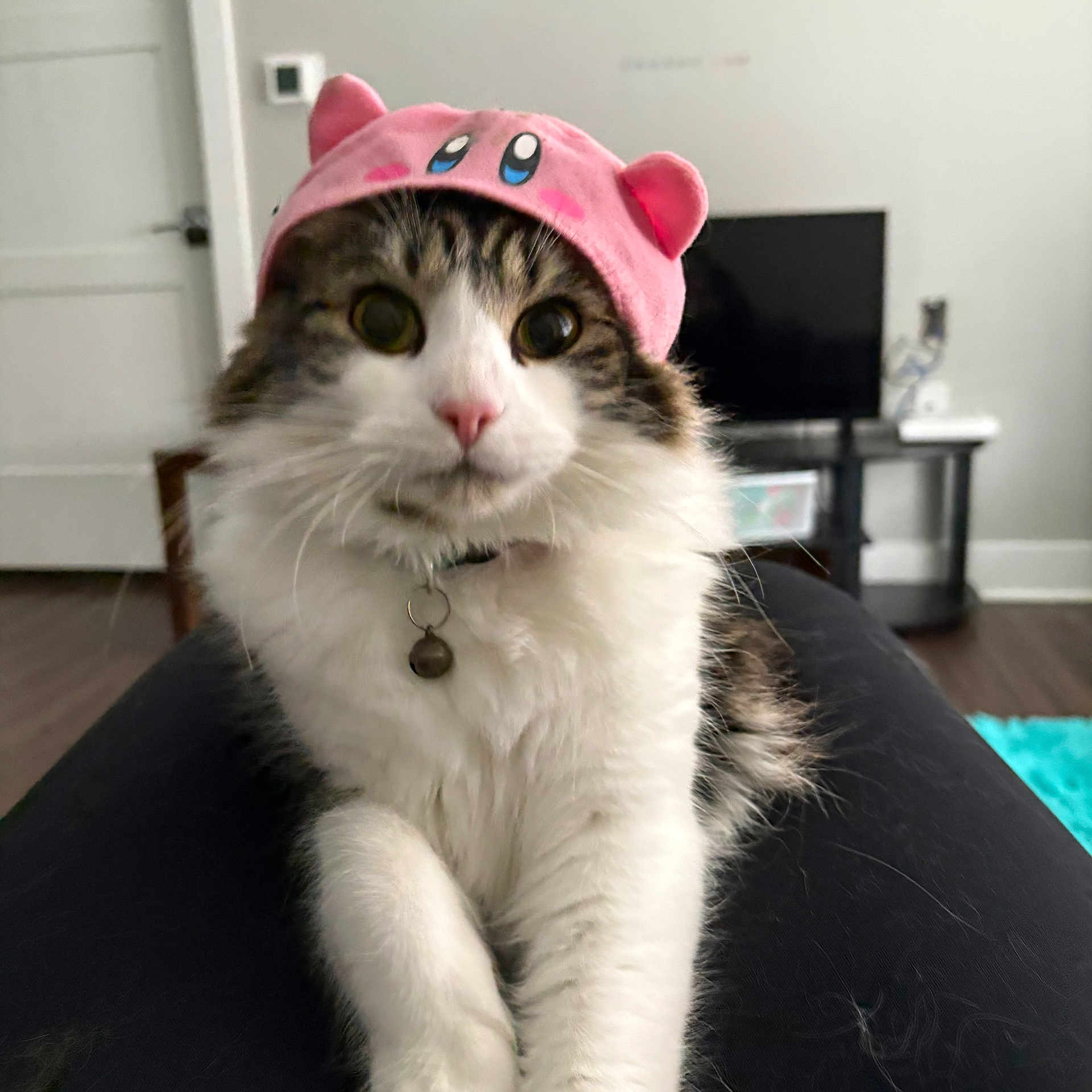 Aiko joined the competition — help win amazing prizes! cat, pink_hat, pet, fluffy, indoor, living_room, furniture, television, collar, bell, cute, curious, white_fur, tabby, ears, person_lap, wood_floor, door, couch, relaxed