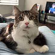 Aiko joined the competition — help win amazing prizes! cat, tabby, white_fur, pink_nose, golden_eyes, pet, indoor, lap, feline, whiskers, collar, bell, curious, relaxed, soft_light, window_light, blurred_background, living_room, furniture, domestic_animal