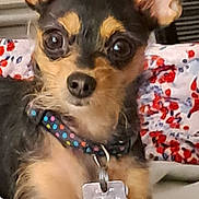 Pebbles joined the competition — help win amazing prizes! dog, small_dog, ears, collar, dog_tag, close_up, indoor, floral_pillow, resting, pet, cute, alert, brown, black, fur, animal, companion, cute_pet, domestic_animal, portrait