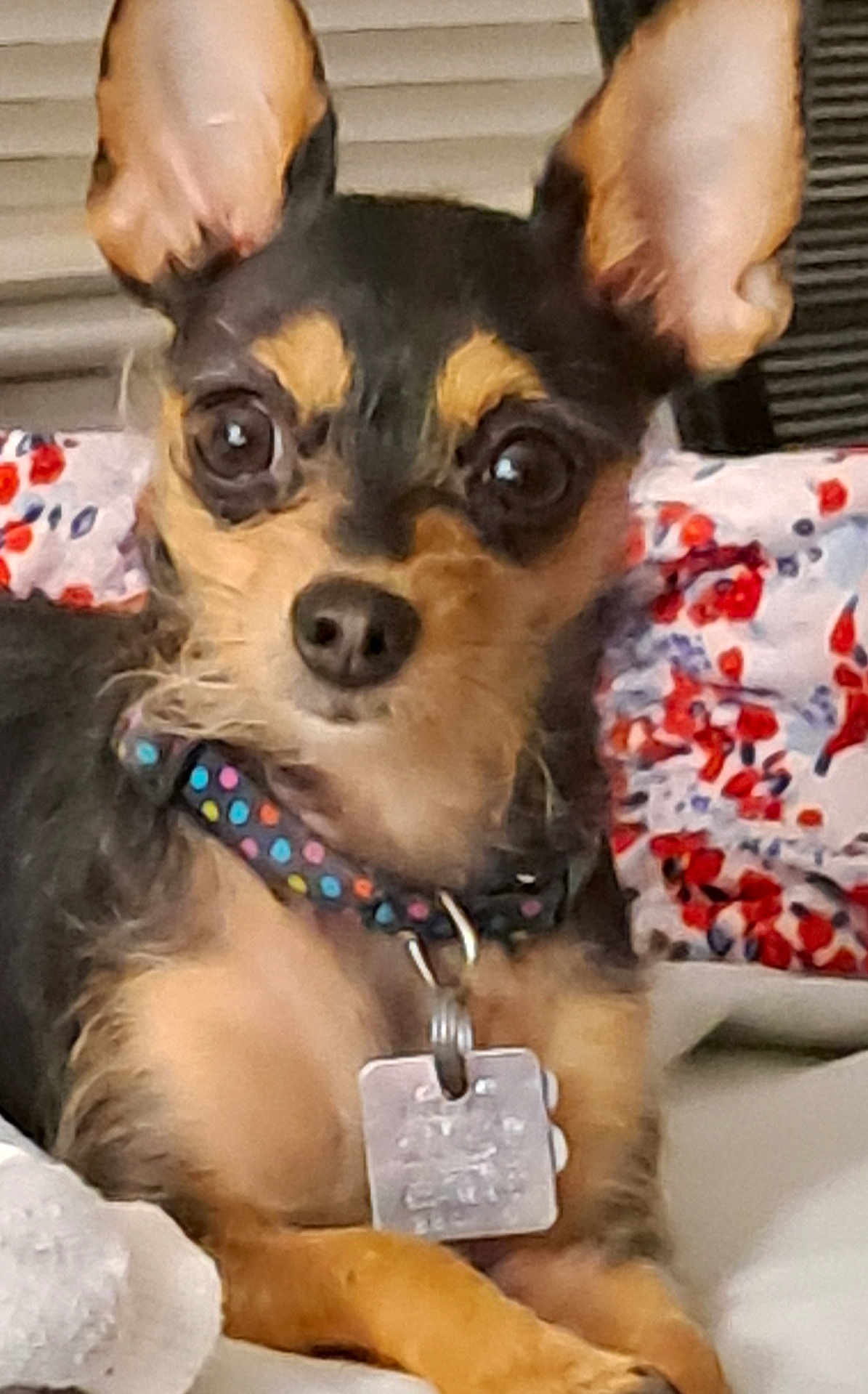 Pebbles joined the competition — help win amazing prizes! dog, small_dog, ears, collar, dog_tag, close_up, indoor, floral_pillow, resting, pet, cute, alert, brown, black, fur, animal, companion, cute_pet, domestic_animal, portrait