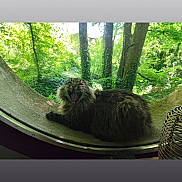 Cendre participe au concours pour gagner de l'argent avec cette photo : animal, cat, cozy, curved_surface, daylight, fluffy, forest, fur, greenery, indoor, mammal, nature, perch, pet, relaxed, resting, trees, wildlife, window, yawning