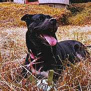 Saikha participe au concours pour gagner de l'argent avec cette photo : dog, black_dog, tongue_out, grass, field, outdoor, nature, building, concrete, relaxed, happy, pet, animal, summer, sunlight, canine, resting, collar, daytime, scenery
