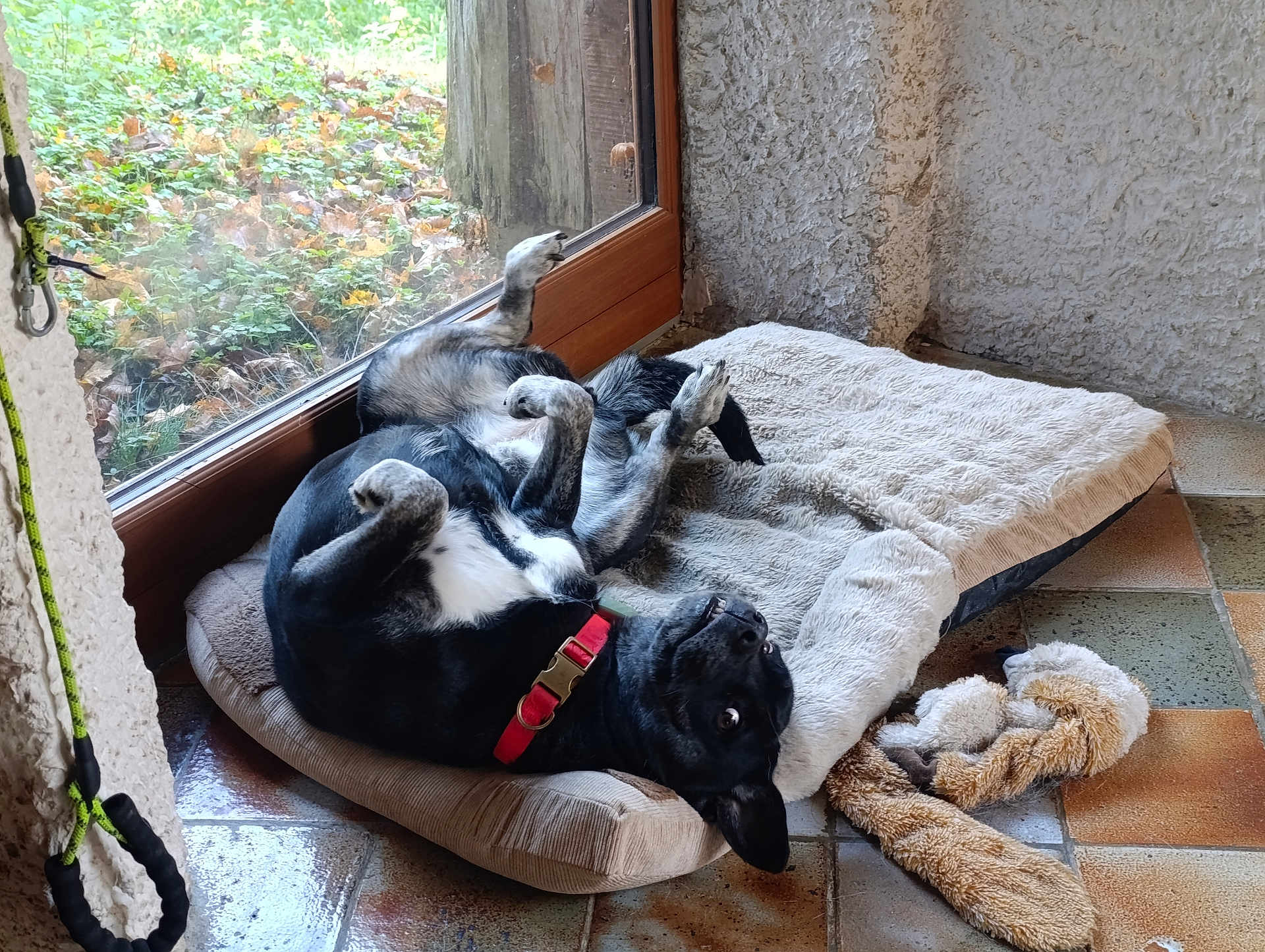 Saikha a rejoint le concours — aidez-le/la à gagner de superbes lots ! dog, black_dog, red_collar, dog_bed, plush_toy, indoor, tile_floor, glass_door, textured_wall, pet, playful, lying_down, curious, cozy, home_interior, animal, domestic_animal, resting, comfort, window