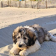 Bazyl participe au concours pour gagner de l'argent avec cette photo : puppy, dog, beach, sand, dunes, shoreline, ocean, coast, outdoor, animal, pet, fluffy, shaggy, black_and_white, lying_down, portrait, sunlight, sand_fence, summer, relaxed