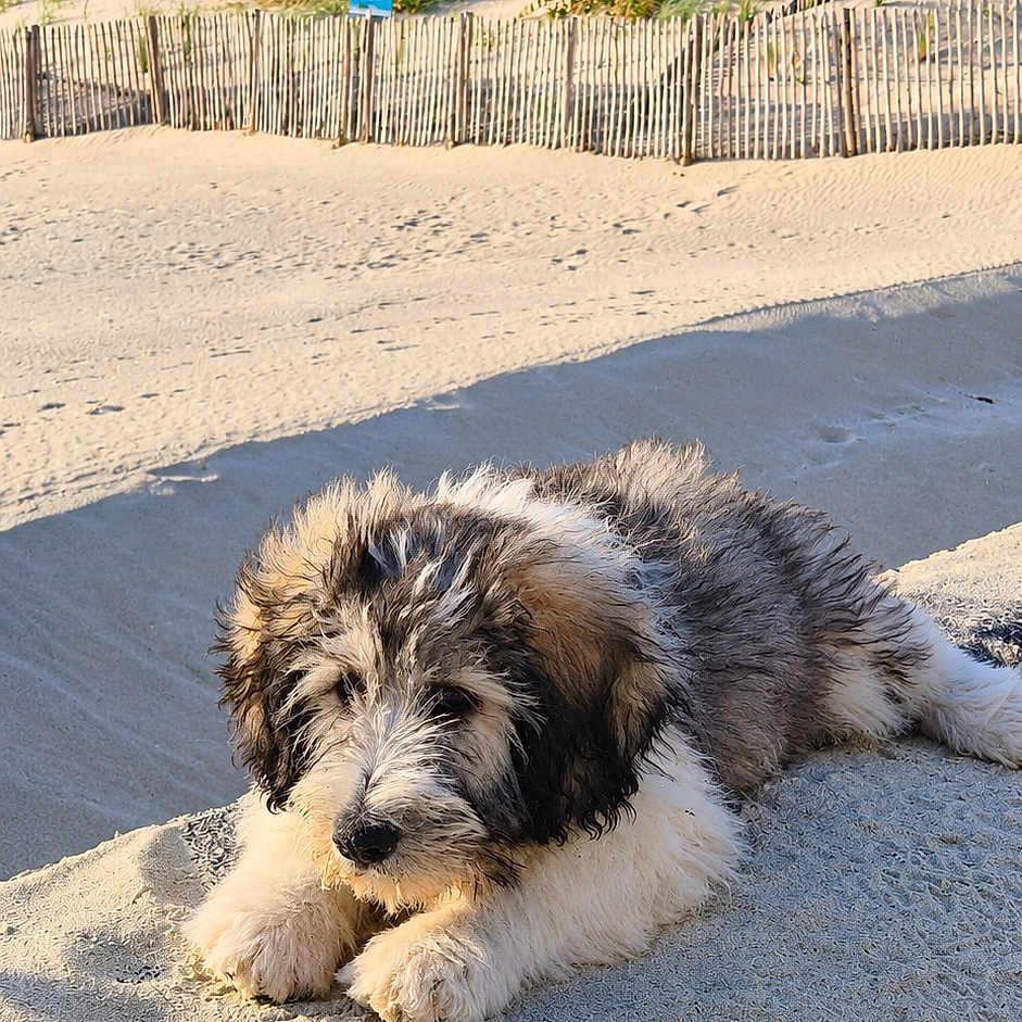 Bazyl participe au concours pour gagner de l'argent avec cette photo : puppy, dog, beach, sand, dunes, shoreline, ocean, coast, outdoor, animal, pet, fluffy, shaggy, black_and_white, lying_down, portrait, sunlight, sand_fence, summer, relaxed