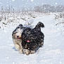 animal, canine, cold, daylight, dog, field, fluffy, fur, furry, happy, nature, outdoor, path, playful, running, snow, snowfall, tongue, two_dogs, winter