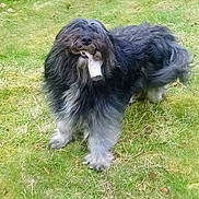 Urgo a rejoint le concours — aidez-le/la à gagner de superbes lots ! animal, bone, canine, companion, cute, daylight, dog, friendly, fur, grass, grass_patch, mammal, mouth, nature, outdoor, pet, playful, shaggy, standing, toy