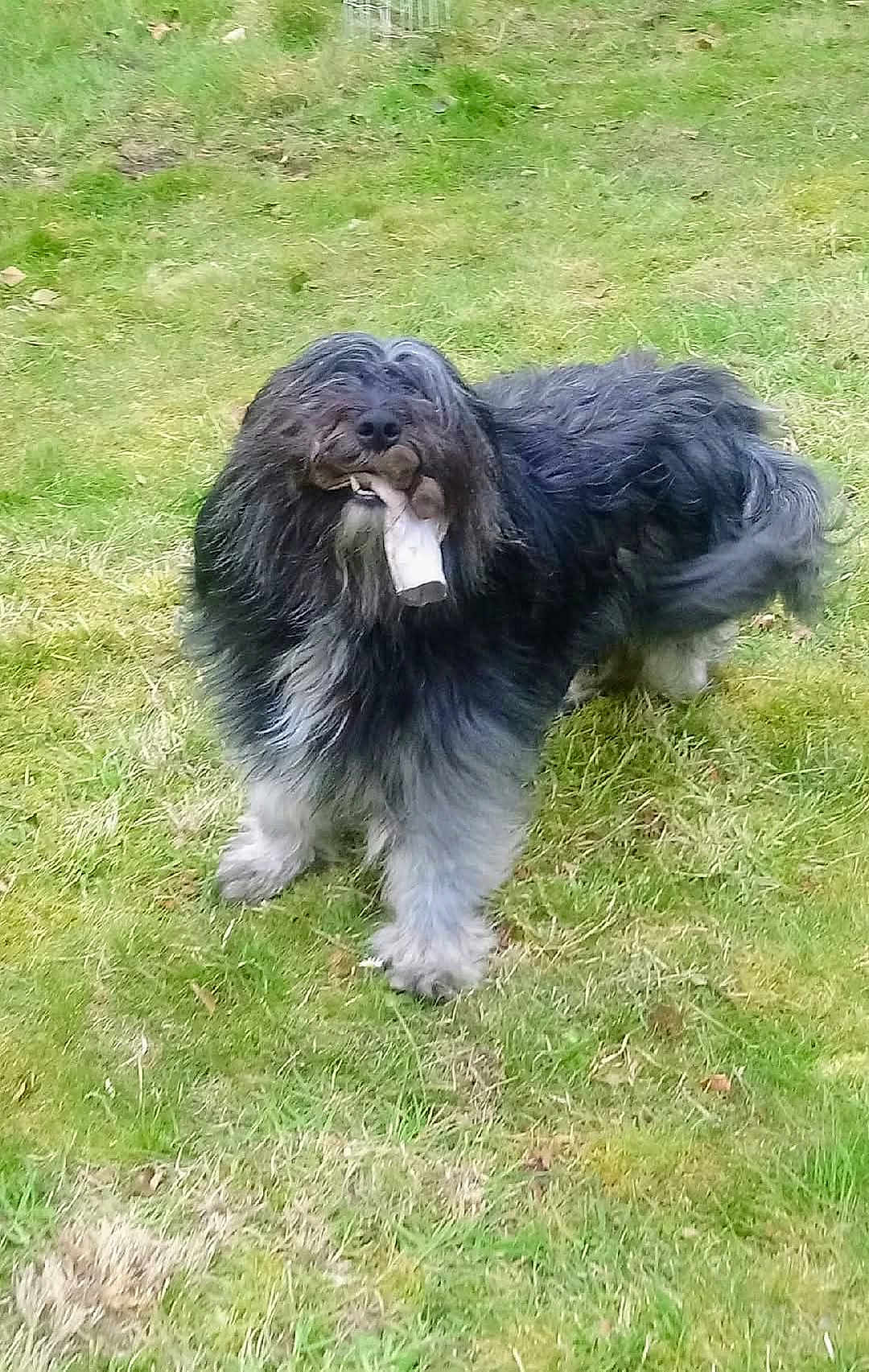 Urgo a rejoint le concours — aidez-le/la à gagner de superbes lots ! animal, bone, canine, companion, cute, daylight, dog, friendly, fur, grass, grass_patch, mammal, mouth, nature, outdoor, pet, playful, shaggy, standing, toy