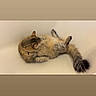 Kali joined the competition — help win amazing prizes! cat, tabby, fluffy, bathtub, relaxed, lounging, paws, tail, indoor, pet, feline, fur, whiskers, cute, domestic_animal, animal, resting, playful, white, background