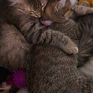 Kali is registered to the contest to win money with this photo: cat, tabby_cat, sleeping, cuddle, hug, pet, feline, fur, close_up, cozy, companion, domestic_animal, resting, two_cats, animal, cute, indoor, soft_lighting, peaceful, snuggle