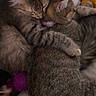 cat, tabby_cat, sleeping, cuddle, hug, pet, feline, fur, close_up, cozy, companion, domestic_animal, resting, two_cats, animal, cute, indoor, soft_lighting, peaceful, snuggle