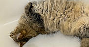 Kali is registered to the contest to win money with this photo: cat, feline, fluffy, fur, sleeping, bathtub, relaxed, animal, pet, whiskers, ear, paw, indoor, resting, cozy, cute, mammal, tabby, curly_fur, laying_down