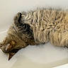 cat, feline, fluffy, fur, sleeping, bathtub, relaxed, animal, pet, whiskers, ear, paw, indoor, resting, cozy, cute, mammal, tabby, curly_fur, laying_down