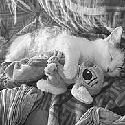 Happy a rejoint le concours — aidez-le/la à gagner de superbes lots ! cat, sleeping_cat, plush_toy, stuffed_animal, bed, blanket, pillow, cozy, nap, whiskers, paw, ear, fur, bedding_pattern, closeup, pet, domestic_animal, cuddling, toy_eye, relaxed