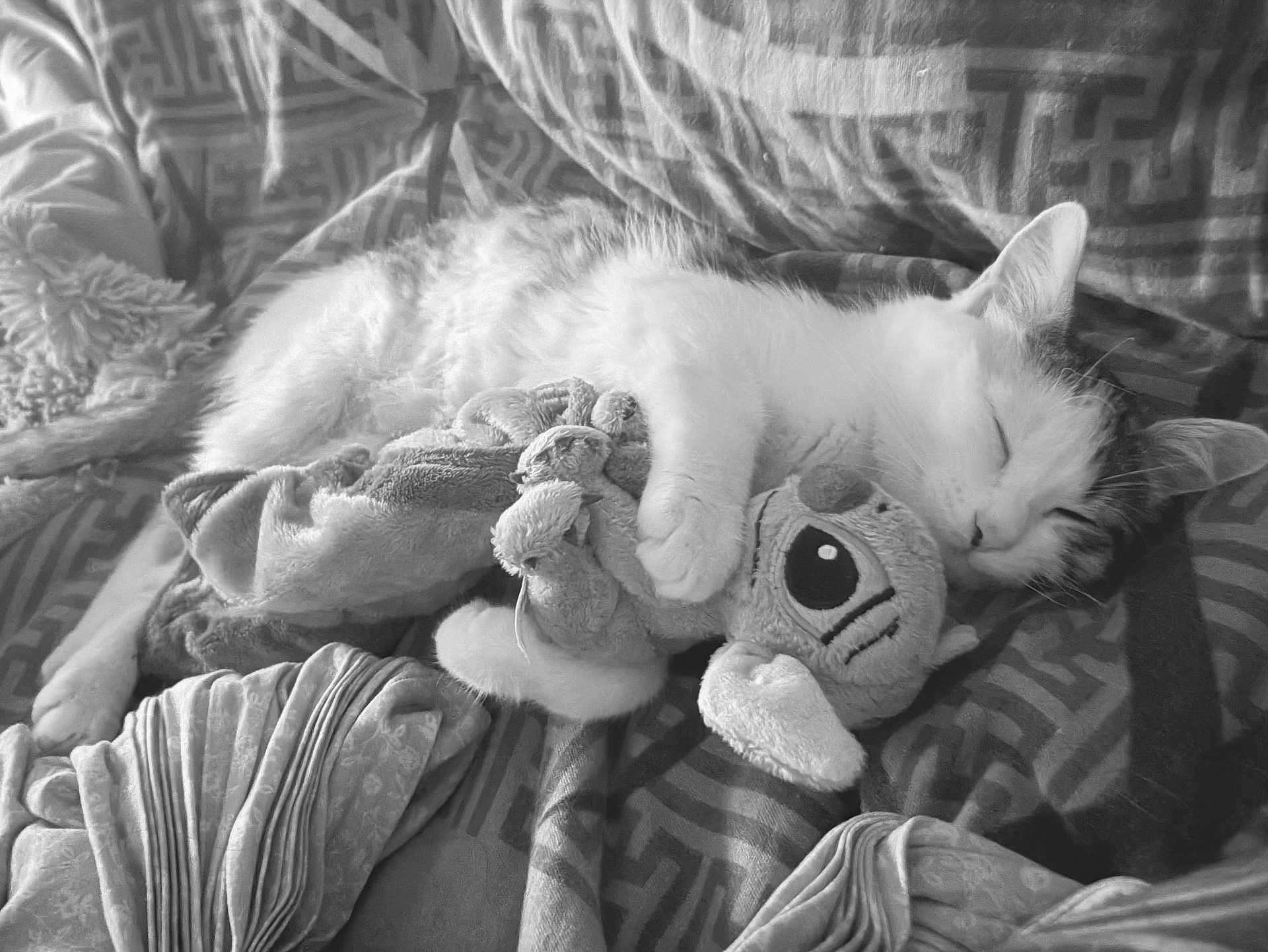 Happy a rejoint le concours — aidez-le/la à gagner de superbes lots ! cat, sleeping_cat, plush_toy, stuffed_animal, bed, blanket, pillow, cozy, nap, whiskers, paw, ear, fur, bedding_pattern, closeup, pet, domestic_animal, cuddling, toy_eye, relaxed