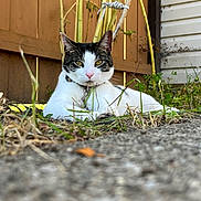 Ben is registered to the contest to win money with this photo: cat, animal, outdoor, fence, grass, plants, pet, white_cat, black_markings, collar, relaxed, nature, closeup, ground_level, yard, sunlight, domestic_cat, whiskers, ears, eyes