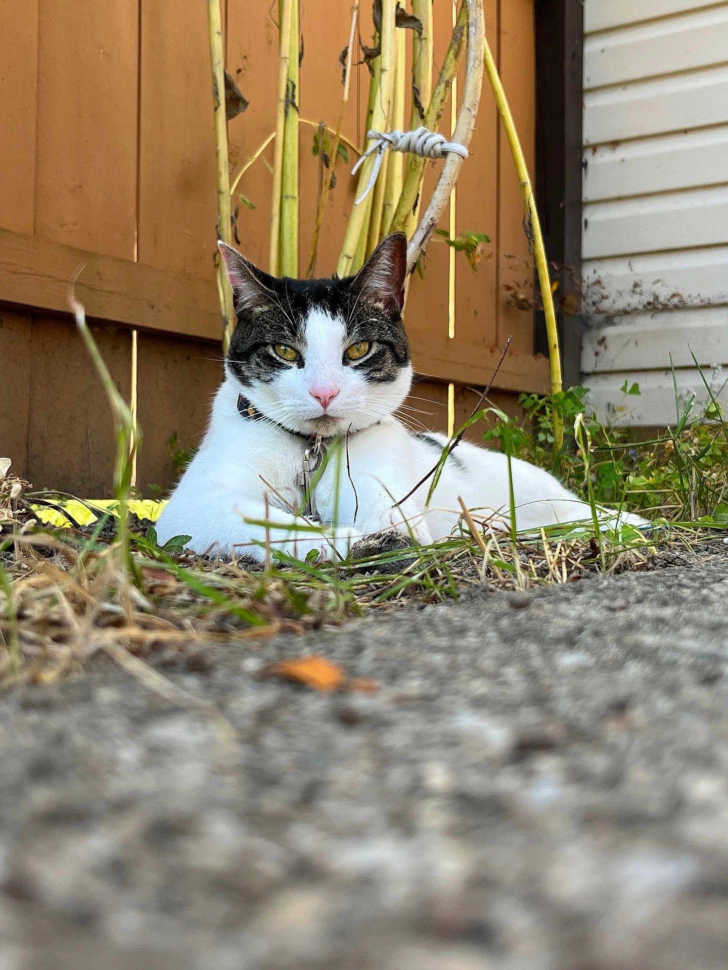 Ben is registered to the contest to win money with this photo: cat, animal, outdoor, fence, grass, plants, pet, white_cat, black_markings, collar, relaxed, nature, closeup, ground_level, yard, sunlight, domestic_cat, whiskers, ears, eyes