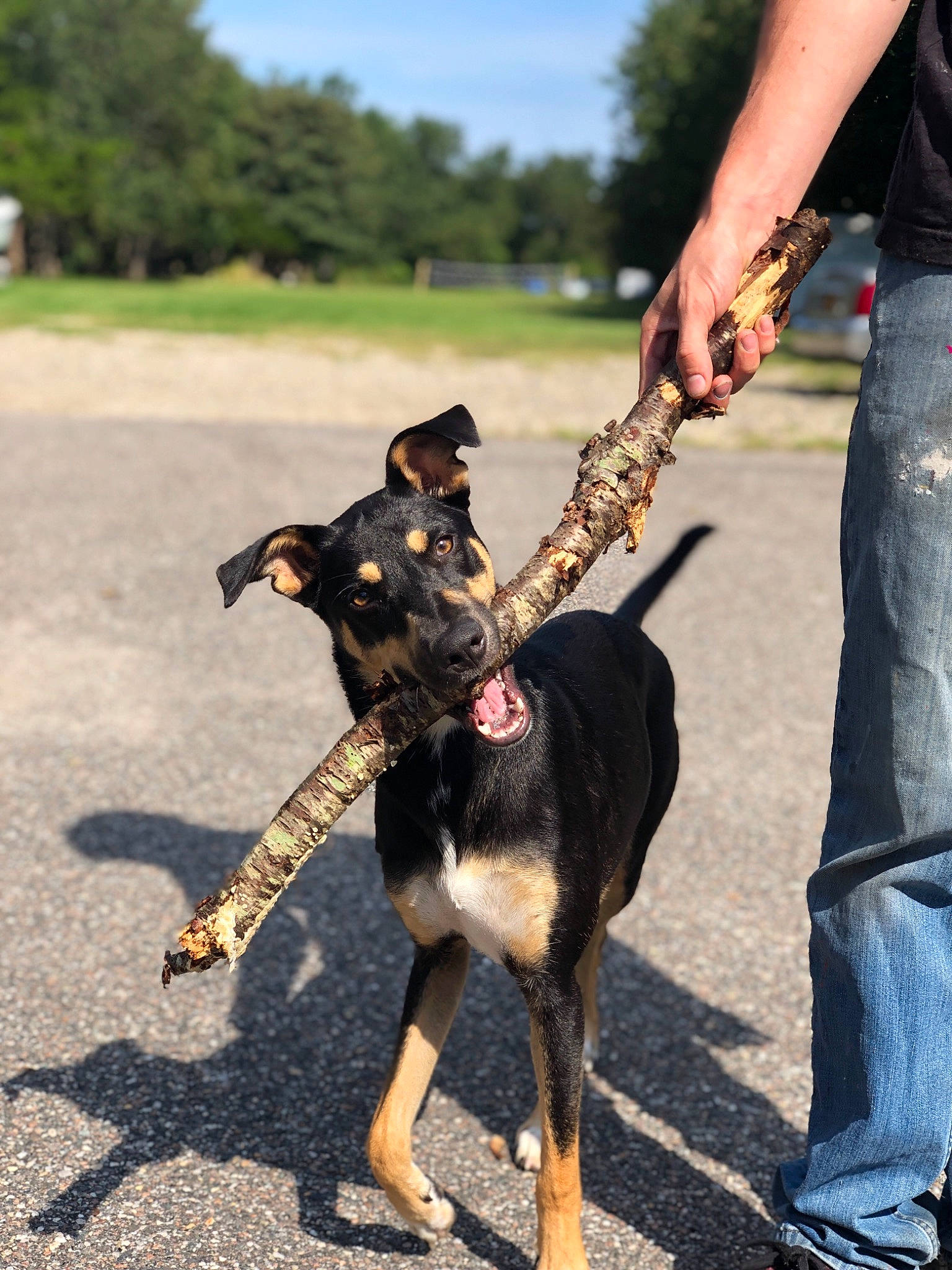 Millie joined the competition — help win amazing prizes! australian_kelpie, beauceron, canidae, carnivore, collar, dog, dog_breed, dog_collar, dog_walking, german_pinscher, guard_dog, leash, mammal, obedience_training, police_dog, rare_breed_dog, sporting_group, toy_manchester_terrier, vertebrate, working_dog
