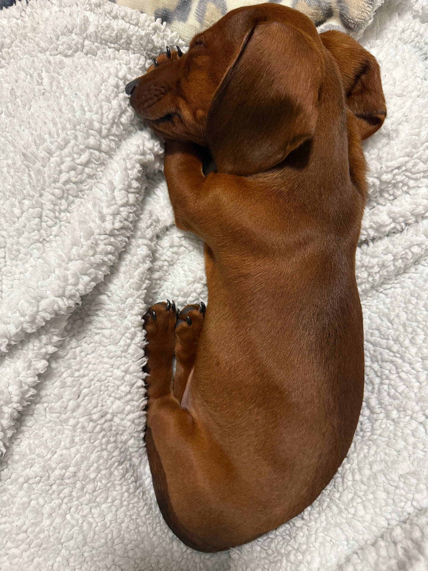 Hank joined the competition — help win amazing prizes! adorable, animal, blanket, brown, closeup, cozy, cute, dog, fur, indoors, laying, nail, pet, puppy, resting, sleeping, snug, soft, warm, young