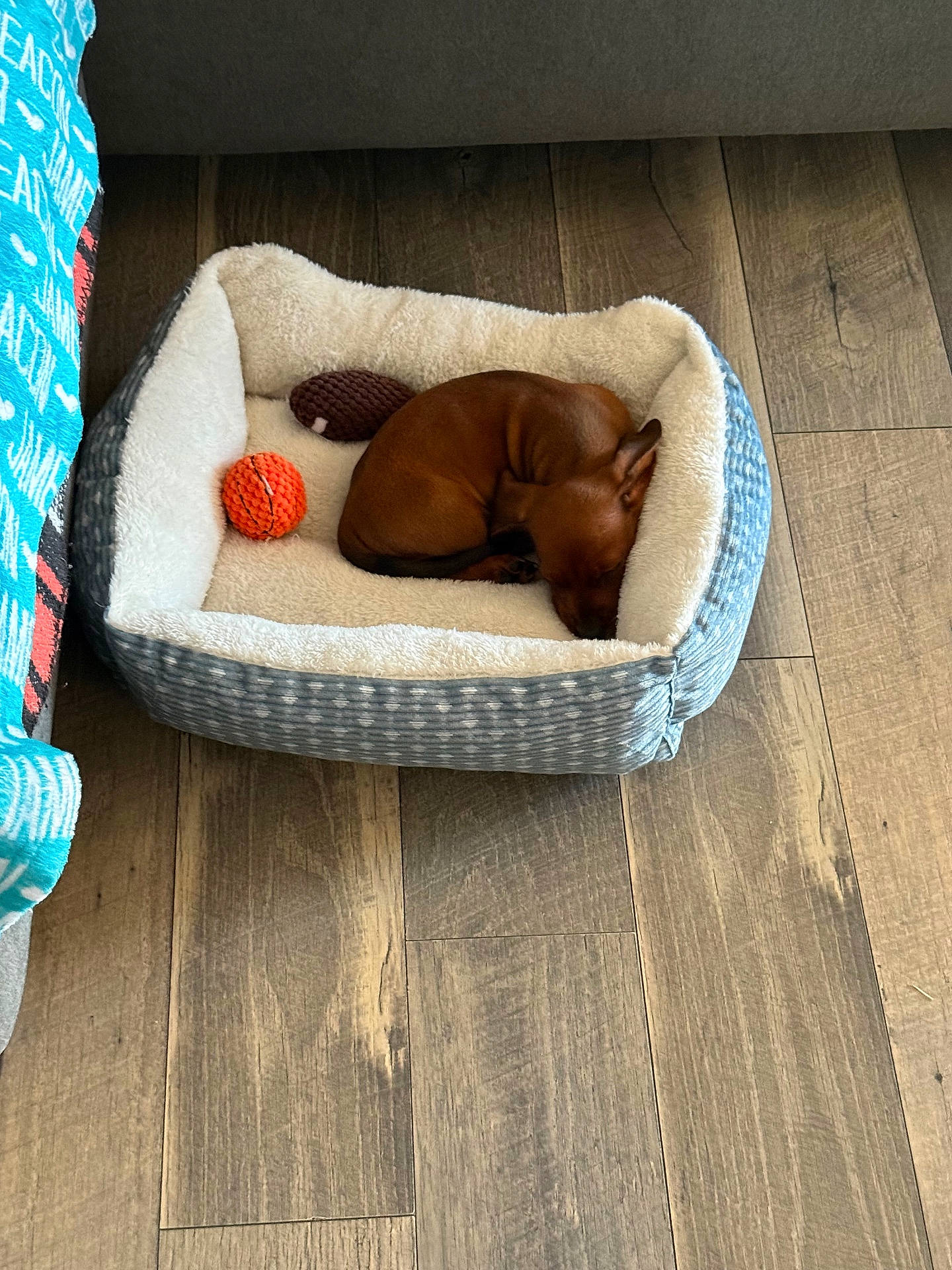 Hank is registered to the contest to win money with this photo: animal, blanket, brown_toy, cozy, curled_up, cute, dog, domestic, furry, home, indoor, orange_ball, pet_bed, puppy, relaxing, resting, sleeping, small_dog, toy, wooden_floor