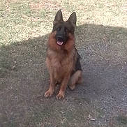 Malik is registered to the contest to win money with this photo: dog, german_shepherd, grass, outdoor, pet, animal, sitting, sunlight, shadow, nature, canine, fur, tongue, ears, muzzle, ground, daytime, happy, companion, domestic
