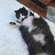 A.j. joined the competition — help win amazing prizes! cat, fluffy, black_and_white, lying_down, indoor, rug, carpet, floor, box, wooden_floor, pet, fur, relaxed, curious, whiskers, paw, cute, domestic, animal, cozy